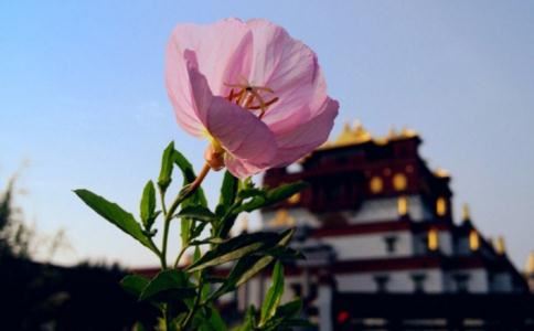 属猪的什么花旺财运，春暖花开时节一定要养这三种花
