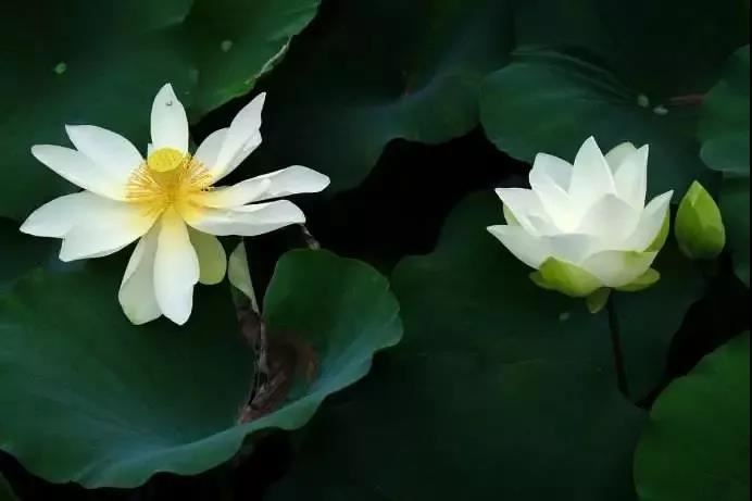 如何化解烂桃花 这5种方法作用很好