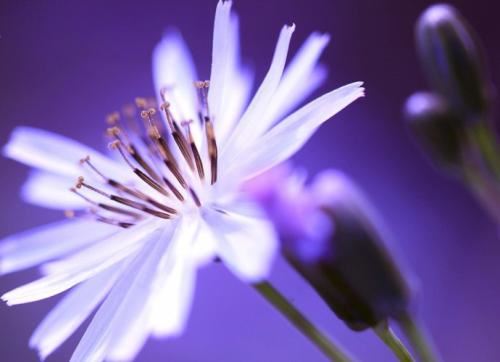 童子命有什么化解方法吗？怎样化解童子命