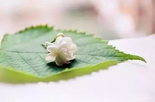 三个月前无婴灵这种是错误的说法