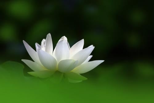 能干大事的星座 格局很大有眼光懂谋划