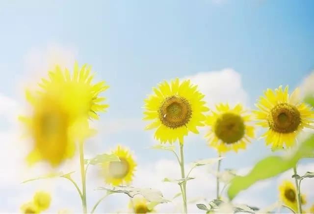 关于带来好运的吉祥物，建议这样选择