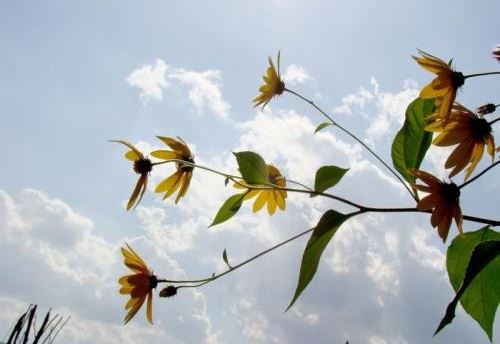 周公解梦签梦见自己挖掘宝藏