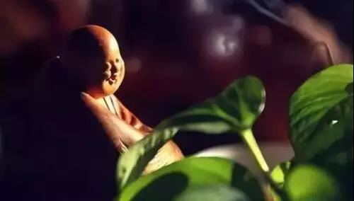 房间摆招财树摆件的风水 适合摆放招财树的地方