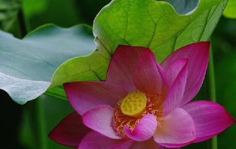 大师告诉你怎么挽回死心的前女友