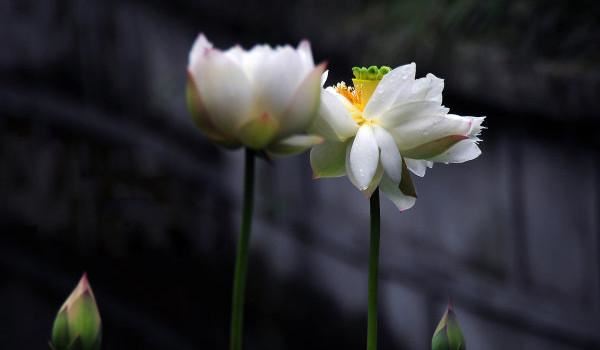 保命转运护身符,究竟能不能保佑平安？