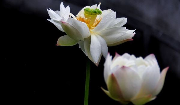 专家告诉你女友拒绝挽回应该怎么做