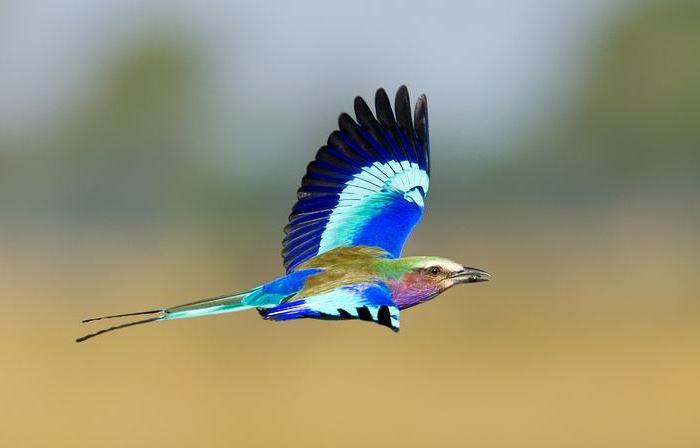 梦到结婚并且穿婚纱的意义解析梦境中的情感变化