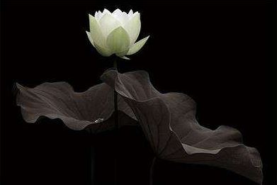 道家六不吃指的是哪六种食物，道家日常饮食禁忌有哪些