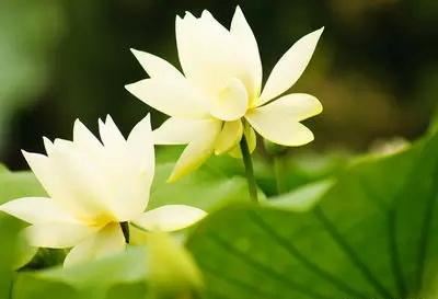 久病不愈从胃治出自哪里，可能是因为风水问题