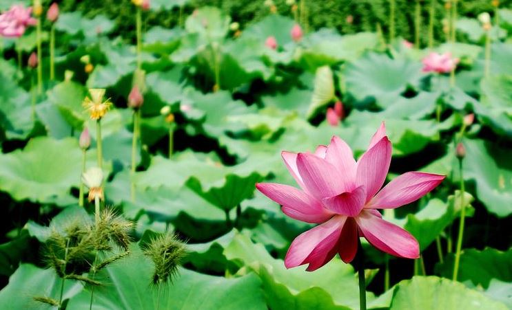 做完手术后经常做噩梦怎么办 如何去缓解这种焦虑