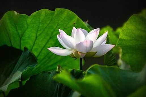 为什么梦到和老板吵架？探究这种梦境的神秘含义