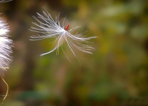 夭折的孩子不超度会怎么样 父母怎超度夭折的孩子