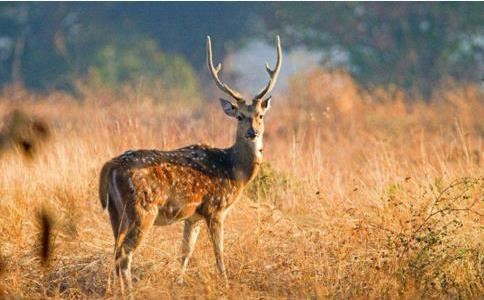 白羊男和什么星座最适合 个性相吸天作之合