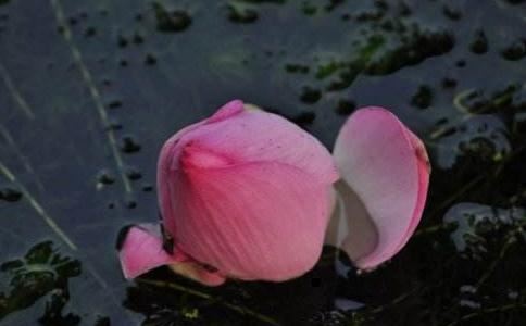 家里做生意人都会摆上的镇宅驱邪摆件 镇宅保平安 好运不断