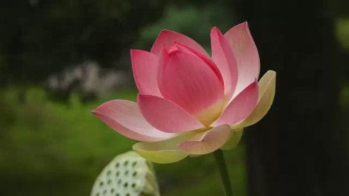 分手后怎么去挽回女友 首先要了解这5件事