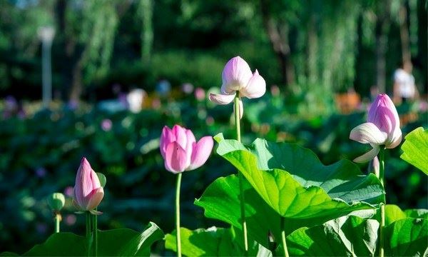 著名大师教你超度堕胎婴灵的方法