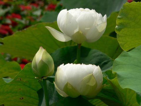 成都送走灵婴的地方,送走婴灵可以在网上请人进行