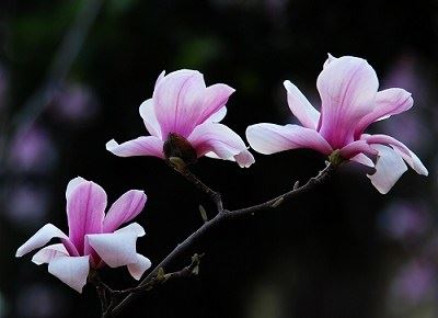 小三一直缠着老公不放怎么解决，帮老公摆脱小三