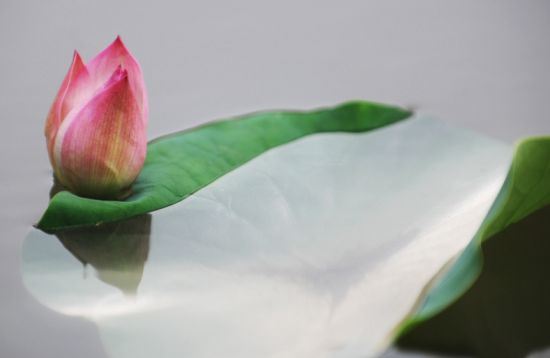 爱猫去了喵星球很伤心怎么办,给小猫渡亡让它早日解脱